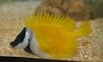 Foxface rabbitfish spines are poisonous